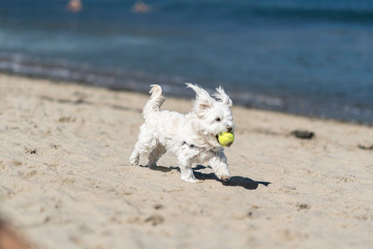 The Ultimate Guide to Choosing Beach Tennis Balls for Miami's Climate